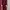 Zara Burgundy photo 1