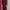 Zara Burgundy