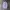 SweatPants Ballon AshGrey 