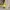 GUESS HANDBAG/Shoulder BAG YELLOW photo 3