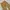 BAGGY JEANS KHAKI photo 5