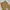 BAGGY JEANS KHAKI photo 4
