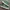 Converse One Star Low Mint Green ( Size 42 )