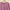 Semi Jaquard Pink Shirt photo 2