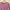 Semi Jaquard Pink Shirt