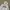 Dickies sherpa zipper  photo 3