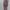 Blacklalbel Legging Xexymix Nylon Size M,  Lp 56 - 86 P 83 photo 2