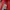 Nike Cortez Red Size 43  photo 6