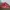 Nike Cortez Red Size 43 