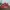 Nike Cortez Red Size 43  photo 1