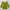 matcha top photo 2