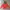 Hodie Pancoat photo 1