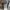 JOGGER PANTS NATIONAL GEOGRAPHIC photo 5