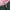 Emerald Green Dickies Pants Masi Baguss