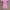 Baju renang thermal anak pink photo 1
