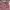 Casual Skirt Wanita burgundy tan pink photo 5