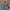[EVELYN] BAGGY CAMO CARPENTER JEANS🖇️ photo 6