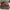 Nike SB Low Milli Vanilli photo 1