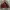 Gorpcore Casual Puffer jacket Pria brown photo 2