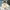 Tory Burch Britten Micro Satchel White photo 8