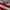 METEOR Casual Sweater Pria white red photo 3