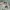 Rare dickies x nicole club for men pants  photo 4