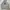 hoodie grey by adidas big logo photo 1
