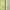 Sportswear Skirt Wanita green photo 3