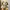 Boneka Puppy photo 1