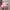 Boneka Babi Kuket photo 1