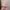 Bunny Doll photo 2