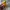 Toys Pokemon Duck photo 2