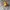 Toys Pokemon Duck photo 1