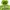 Polham Streetwear Sportswear Windbreaker Wanita green photo 2