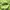 Polham Streetwear Sportswear Windbreaker Wanita green photo 5
