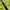 Polham Streetwear Sportswear Windbreaker Wanita green photo 3