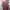 Uniqlo Casual Hoody Wanita pink photo 1