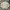Carhartt Streetwear Formal shirt Pria tan photo 7