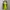 Fairy Coquette Bodycon dress Wanita yellow photo 1