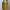 Casual Casual dress Wanita cream yellow photo 1
