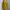 Casual Casual dress Wanita cream yellow photo 2