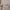 Lacoste Luxury Glass Pria gold black photo 3