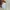 Billabong skater,streetwear t-shirt pria cream photo 7