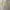 Layer’s neackle photo 2