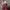 Michael Kors Selma Saffiano Red Satchel photo 2