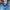 ADIDAS ADIZERO ADIOS PRO 4 Y-3 ASH BLUE photo 7