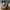 Rick Owens DRKSHDW Ramones Nylon Grey White Sneakers