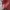 Luxury Casual Handbag Wanita burgundy photo 4
