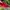 Cath Kidston Floral Wallet Red photo 7