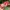 Cath Kidston Floral Wallet Red photo 2